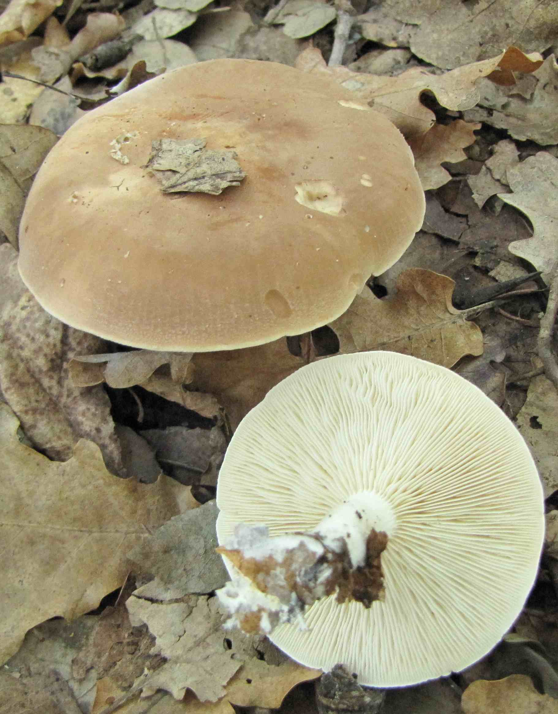 fungo di macchia